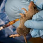 Lassa fever