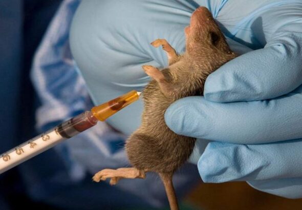 Lassa fever