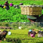 agricultural production in Africa