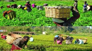 agricultural production in Africa